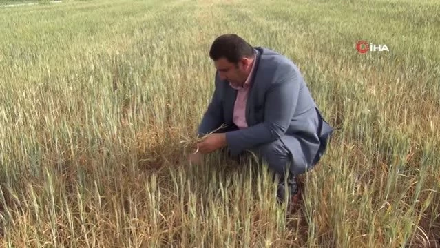 Mardin'de çiftçilerin kuraklık çığlığı