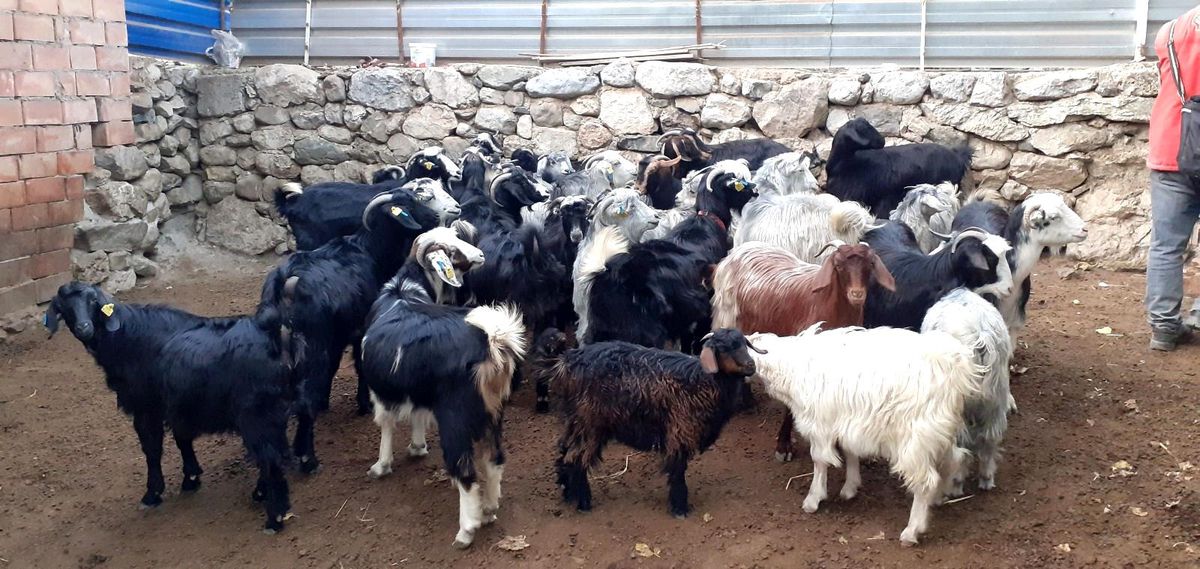 Osmancık hayvan pazarı küçükbaş hayvanlara kapatıldı
