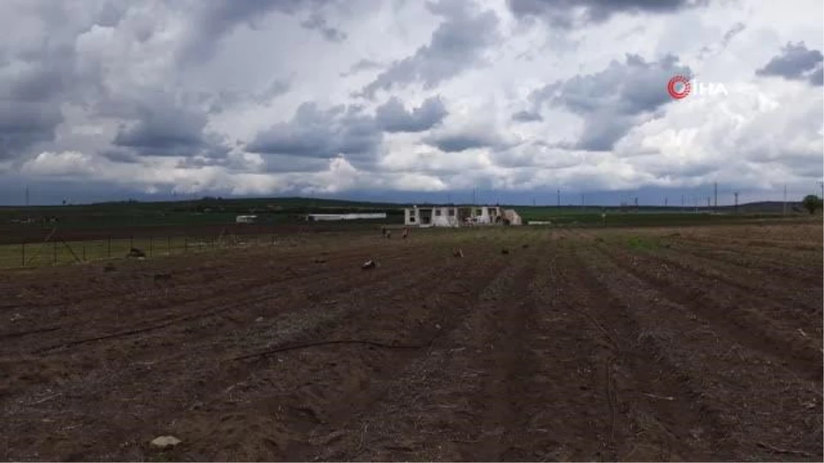 2 yıl önce Trakya\'da ilk olarak ekilen kuşkonmazın hasadı yapıldı