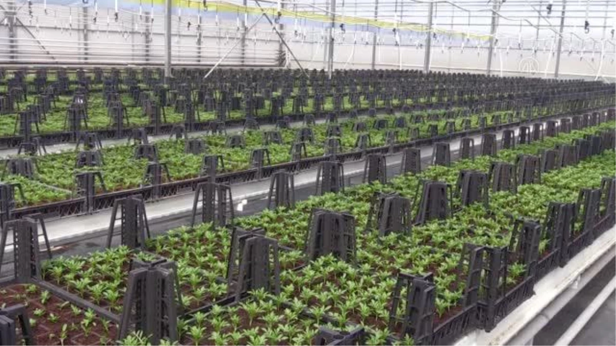AFYONKARAHİSAR - Sandıklı belediyesi ata tohumlarından domates, biber ve patlıcan fidesi yetiştiriyor