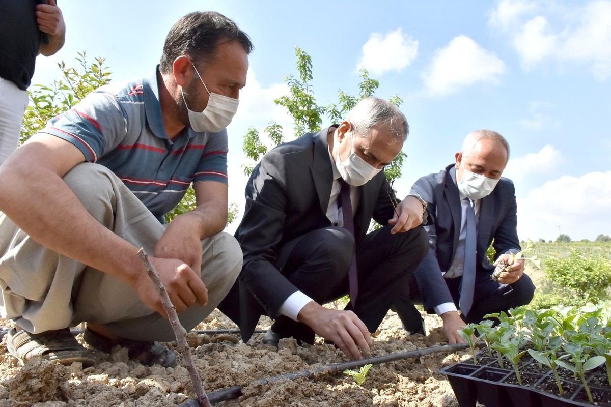 Başkan Bozdoğan, yerli tohumları toprakla buluşturdu
