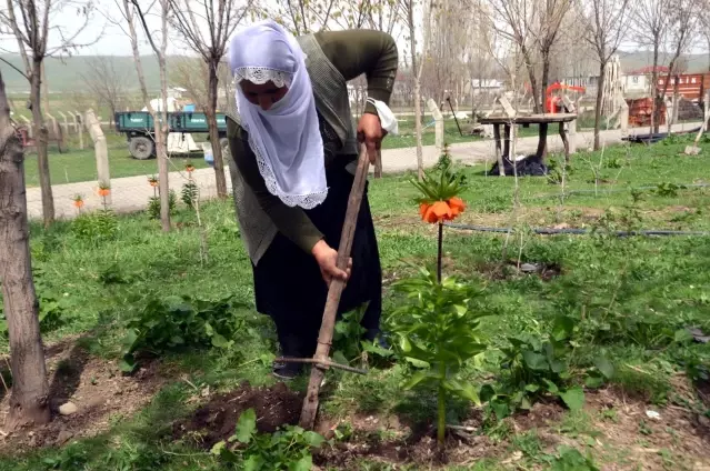 Dağdan getirdiği ters lale tohumlarıyla bahçesini süsledi