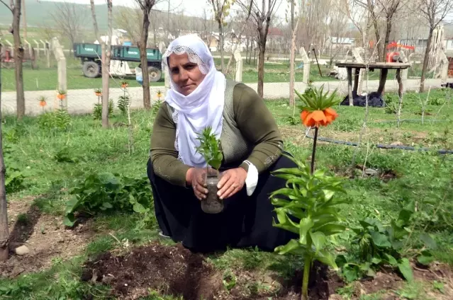 Dağdan getirdiği ters lale tohumlarıyla bahçesini süsledi