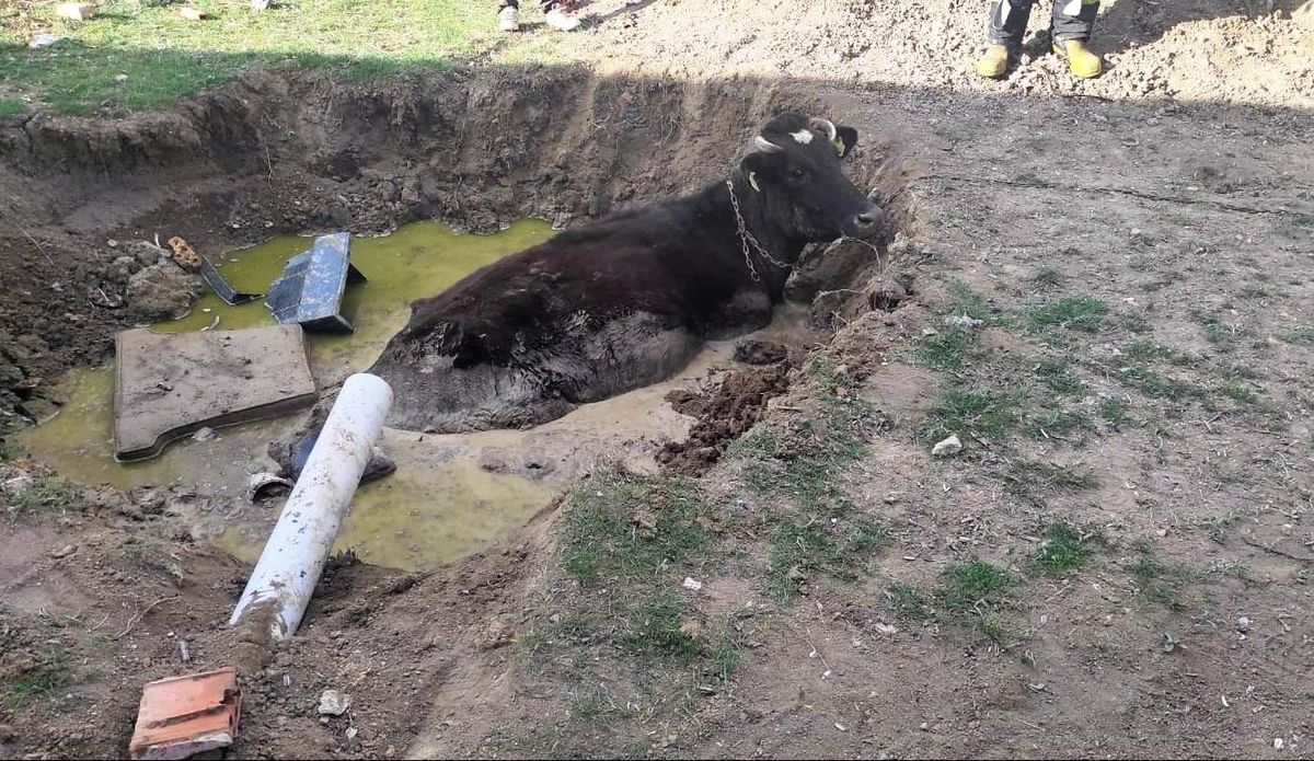 Son dakika haberleri! Foseptik çukuruna düşen ineği itfaiye kurtardı