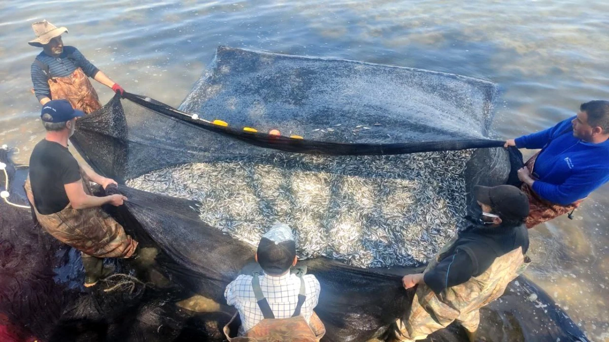 Son dakika haber... İznik Gölü\'nde gümüş balığı rekoru: 1 günde 15 ton