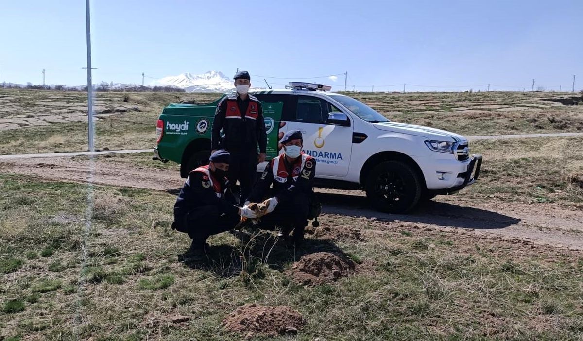 Kayseri\'de jandarma tarafından bulunan yaralı kızıl şahin tedaviye alındı