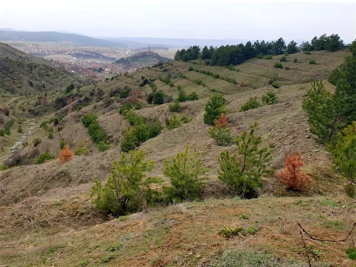 Karaçamaları kurutan zararlı böcekler sahadan temizlendi
