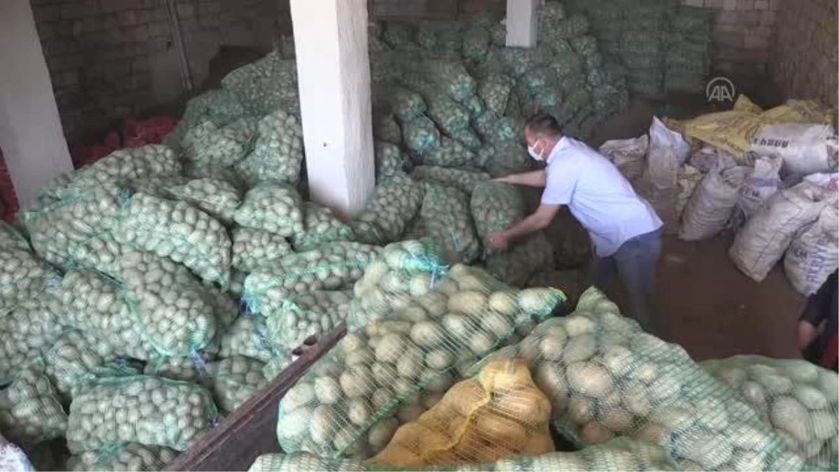NİĞDE/NEVŞEHİR - Tüketim fazlası 35 bin ton patates ihtiyaç sahiplerine dağıtıldı