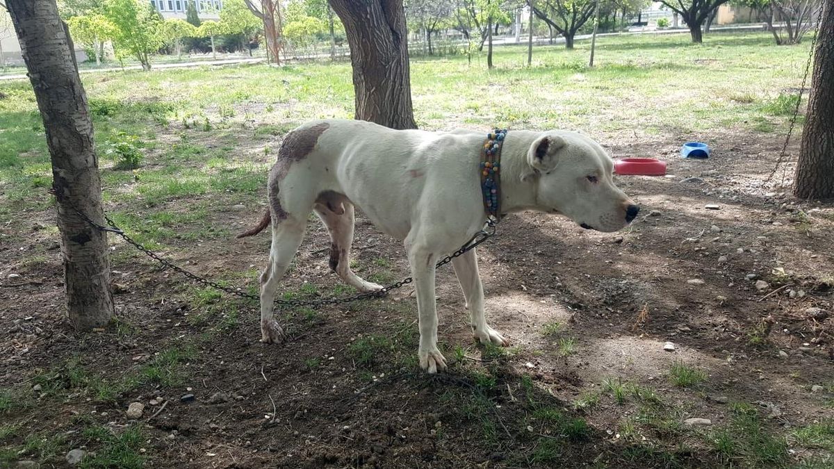 Pitbull cinsi köpeği bıçaklayan şahıslar, sahibini de dövdü