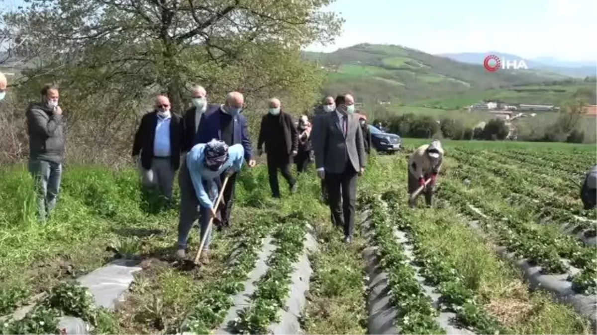 \'Elifli çileği\' gün sayıyor