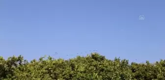 İstasyondaki 'sis ağlarına' takılan kuşlar halkalanarak göç yolları takip ediliyor