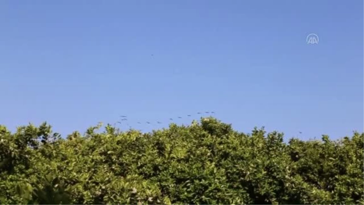 İstasyondaki "sis ağlarına" takılan kuşlar halkalanarak göç yolları takip ediliyor