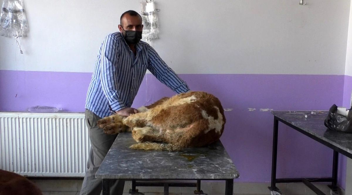Kars\'ta buzağılarda korona virüs görüldü