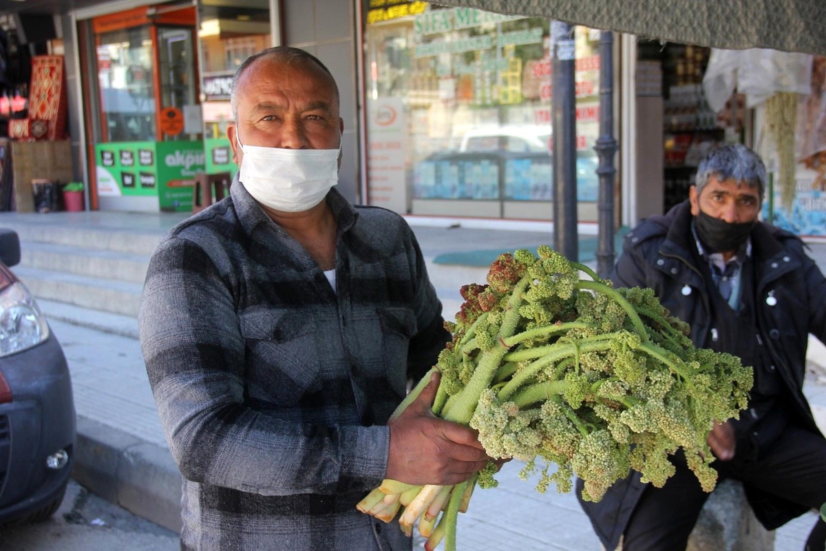 "Yayla Muzu" tezgâhlardaki yerini aldı