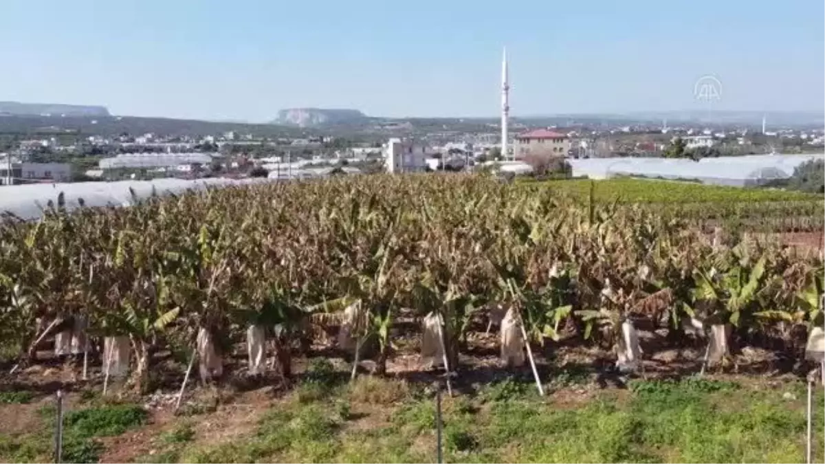 Ar-Ge çalışmalarıyla yerli muzda üretim de tüketim de artıyor