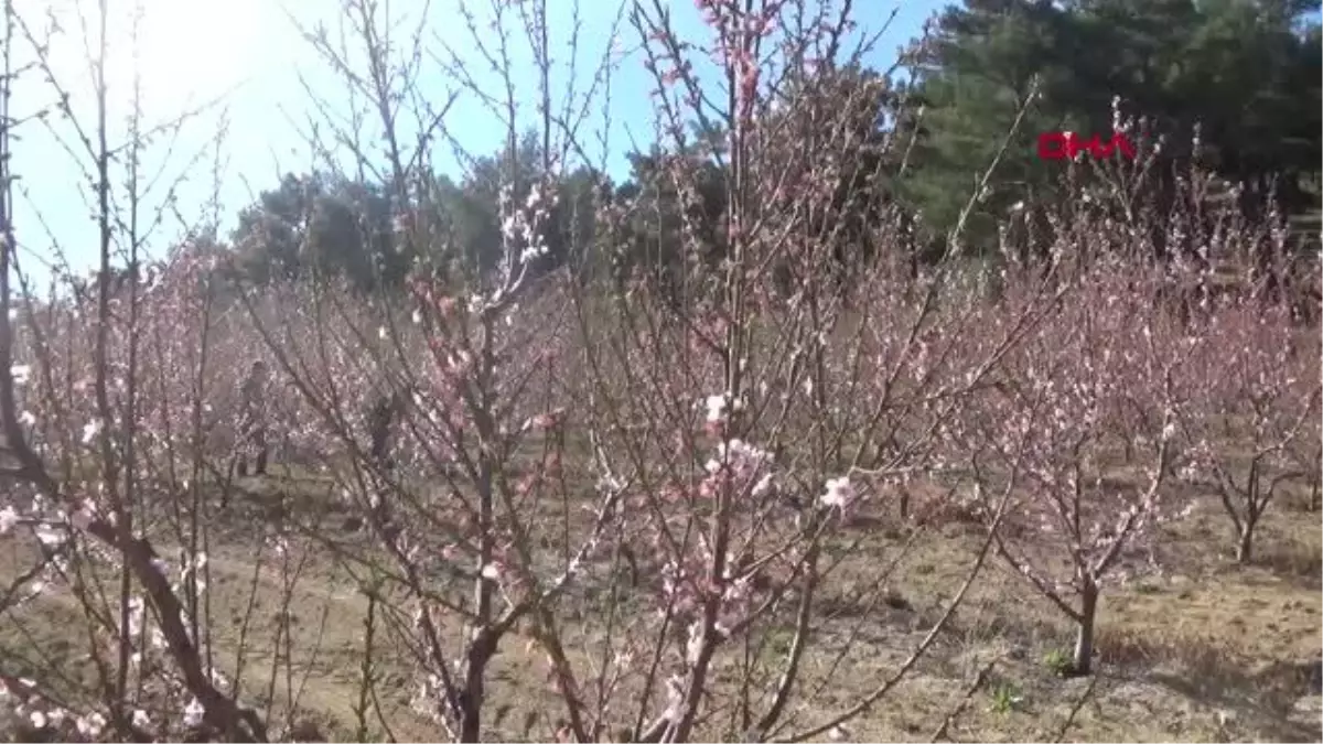 ÇANAKKALE MEYVE AĞAÇLARI, ZARARLILARDAN MAVİ LEĞENLE KURTULDU