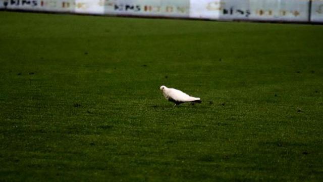 Denizli-Sivas maçı oynanırken sahaya inen beyaz güvercin, su içip stattan ayrıldı