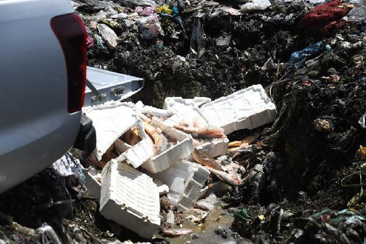 Depo baskınında, avlanması yasak 1250 kilo sazan ve yayın balığı ele geçirildi
