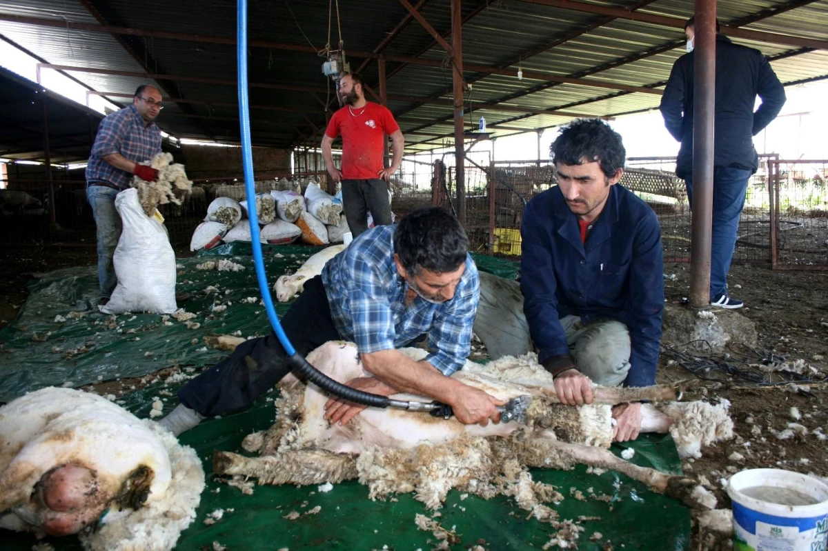Koyunlar yaza hazırlanıyor...Üreticiler yapağı fiyatlarına isyan etti