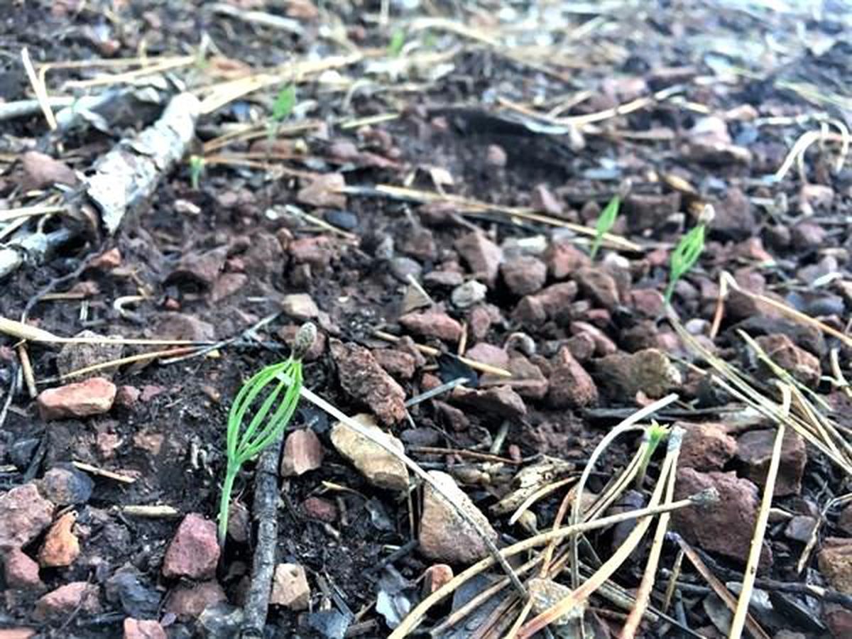 Toprakla buluşan karaçam tohumlarında ilk çimlenmeler
