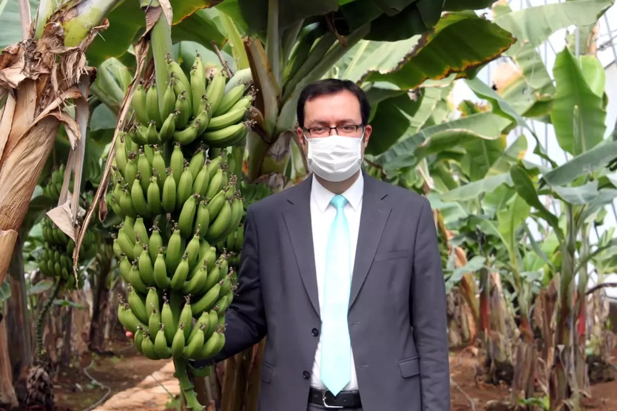 Türkiye\'nin muz üretimi Ar-Ge ile katlanarak artıyor