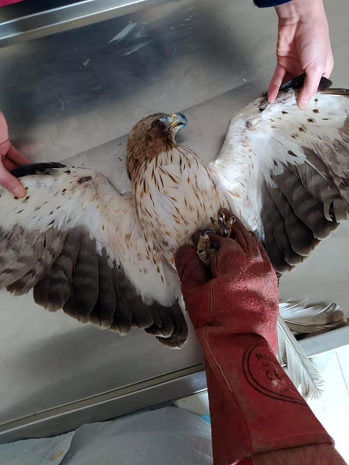 Yaralı Kızıl Şahin tedavi altına alındı