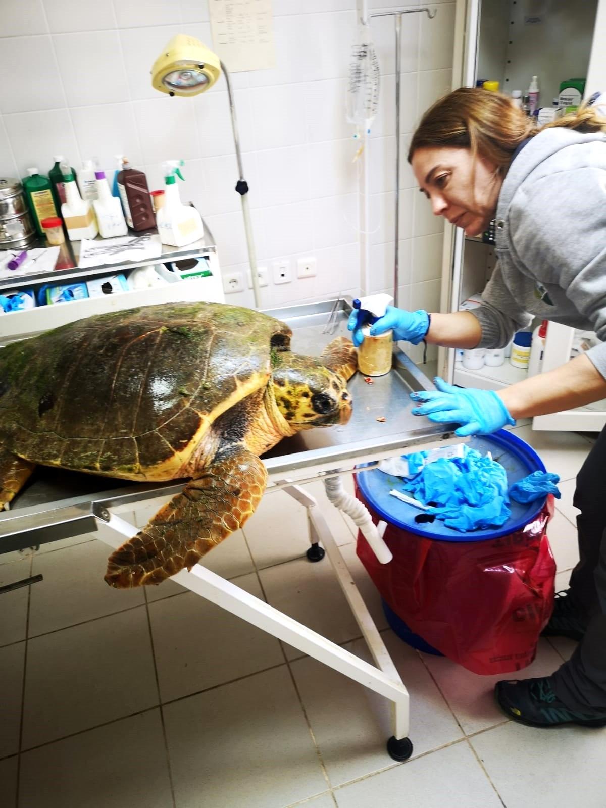 Son dakika haberleri | Caretta caretta, ateşli silahla yaralandı