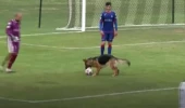 İspanya'da maç esnasında sahaya atlayan köpeğin topla oynayabilmesi için karşılaşma durduruldu