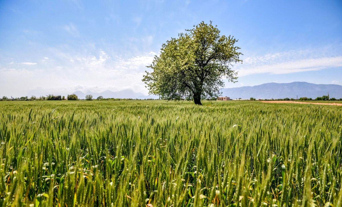 Kepez\'de 540 dönüm araziye ekilen 11 ton buğday başak verdi