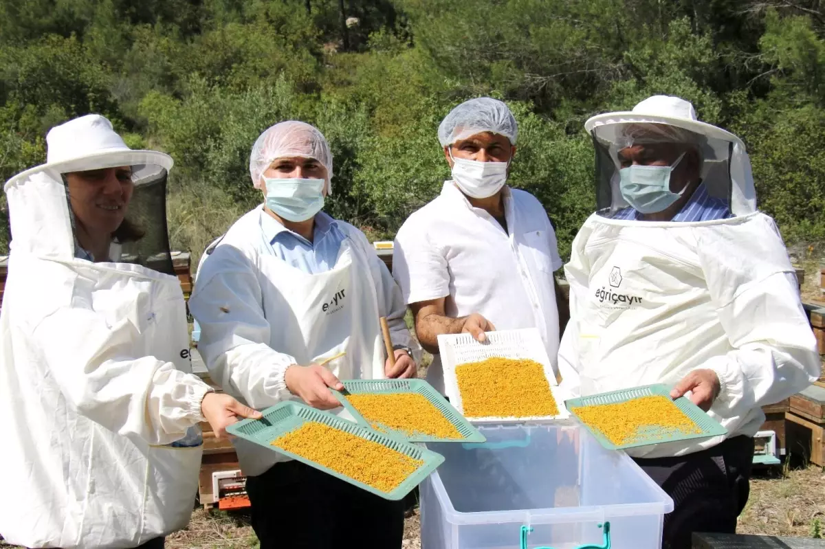 Mersin\'de yılın ilk bal ve polen hasadı yapıldı