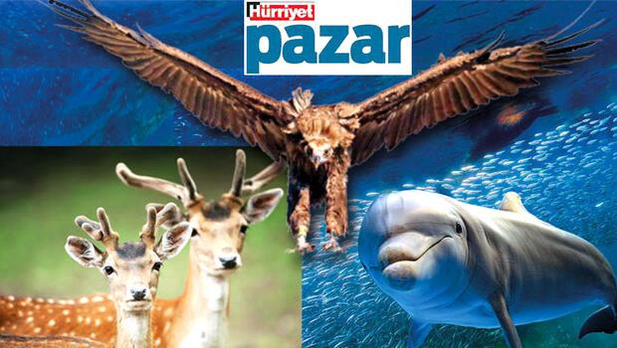 Ne yaptı bu hayvanlar bize!