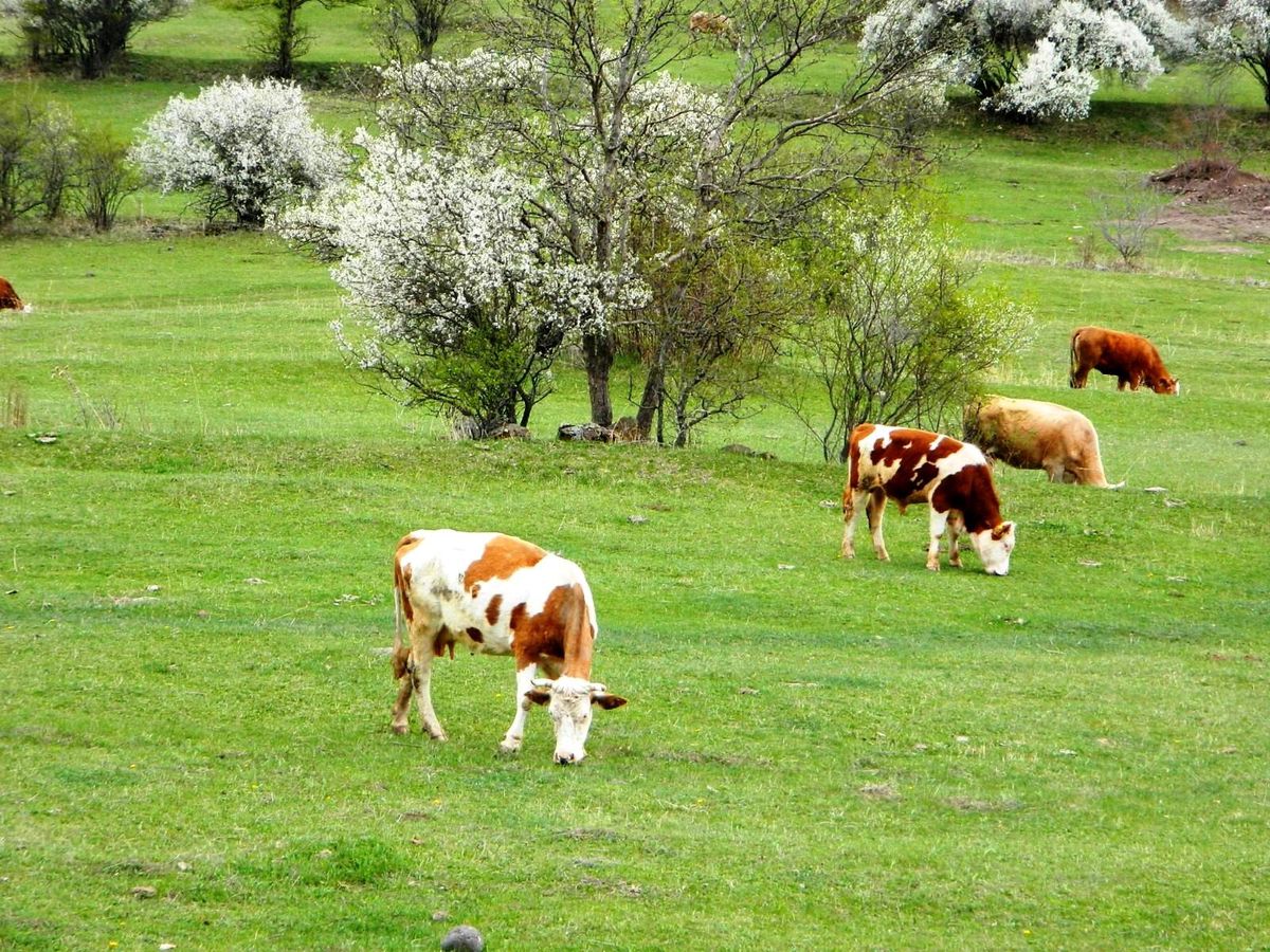 Posof\'ta bahar sevinci