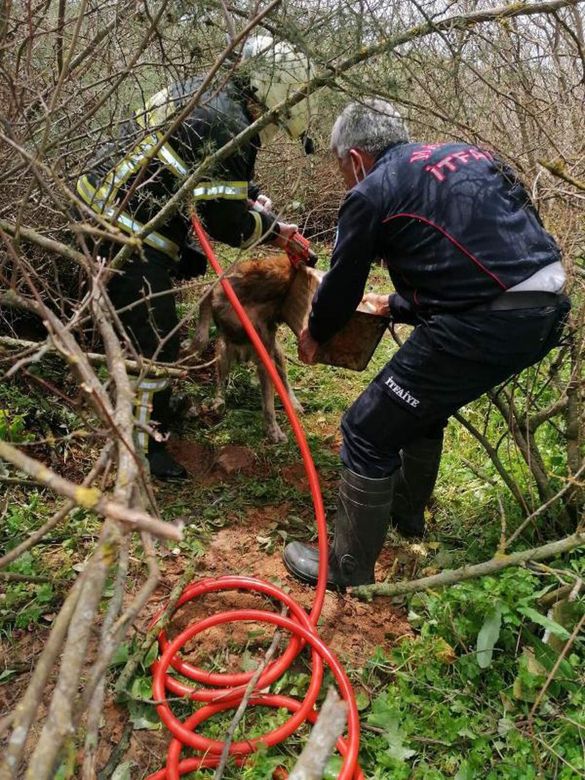 Salihli\'de başı teneke kutuya sıkışan köpeği itfaiye kurtardı
