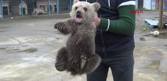 Yavru ayı, evin bodrumuna girdi