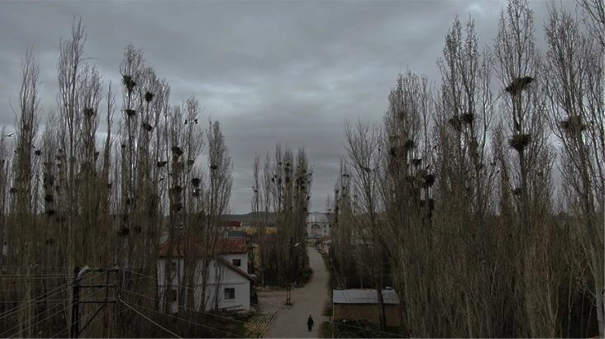 40 yıldır kavak ağaçlarına yuva yapan istilacı kargalar, mahalleliye kabusu yaşatıyor