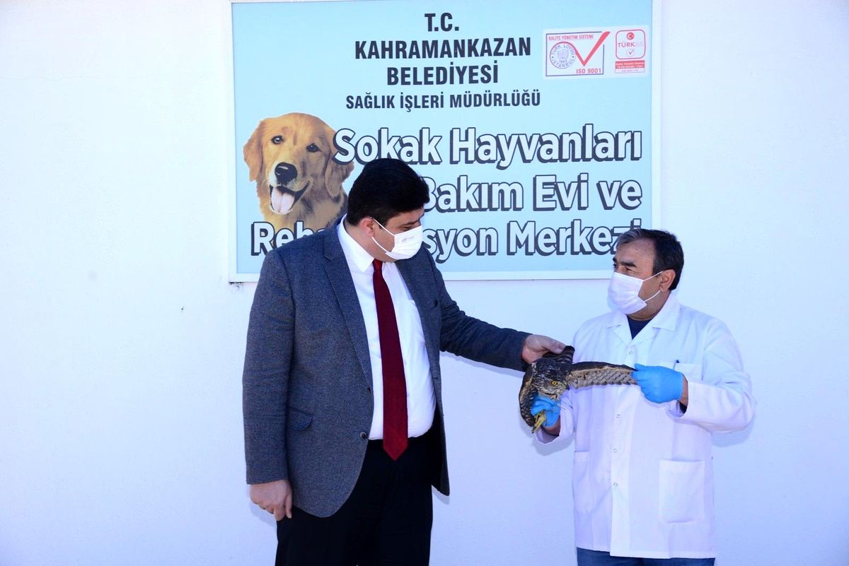 Kahramankazan\'da yaralı bulunan atmaca tedavisinin ardından doğaya bırakıldı