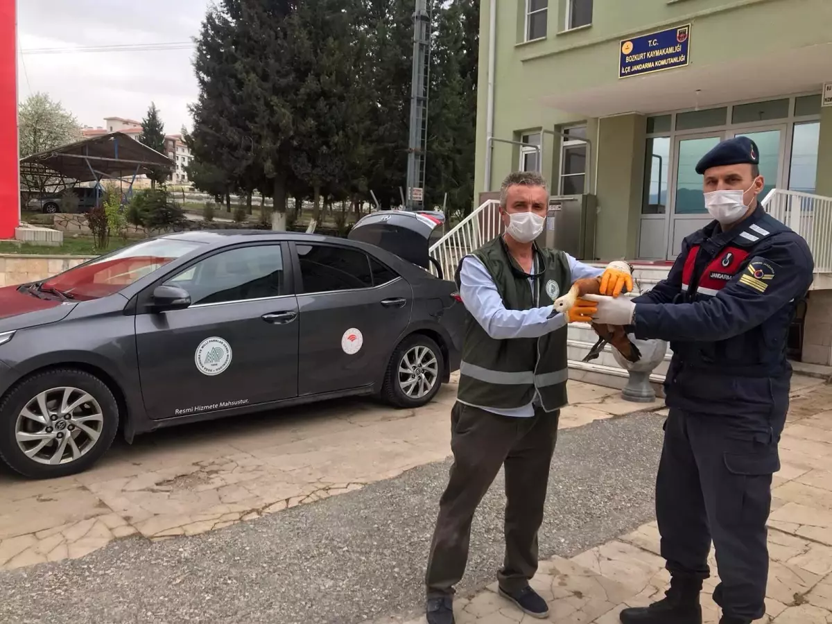 Az rastlanan yaralı Angut kuşuna jandarma şevkati