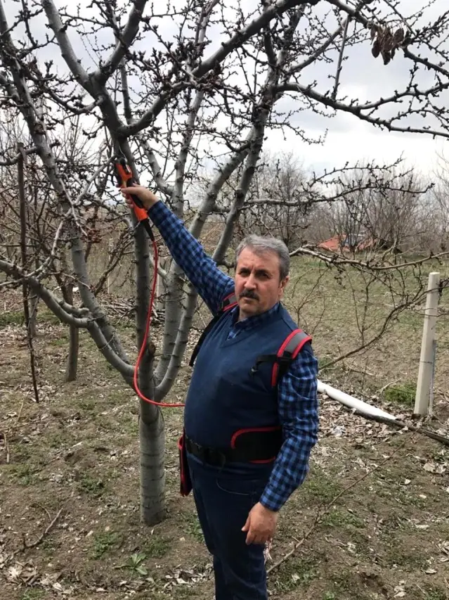 BBP Genel Başkanı Destici ağaç budadı