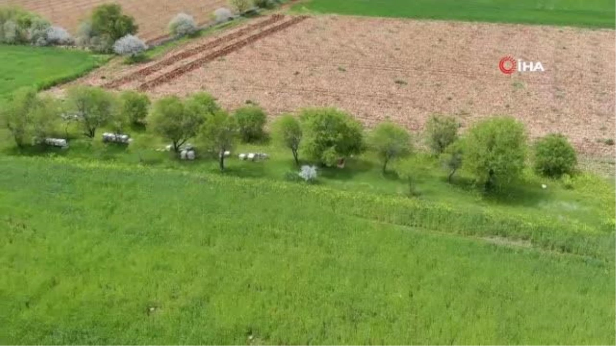 Son dakika haberleri | Bilinçsiz zirai ilaçlama toplu arı ölümlerine neden oluyor