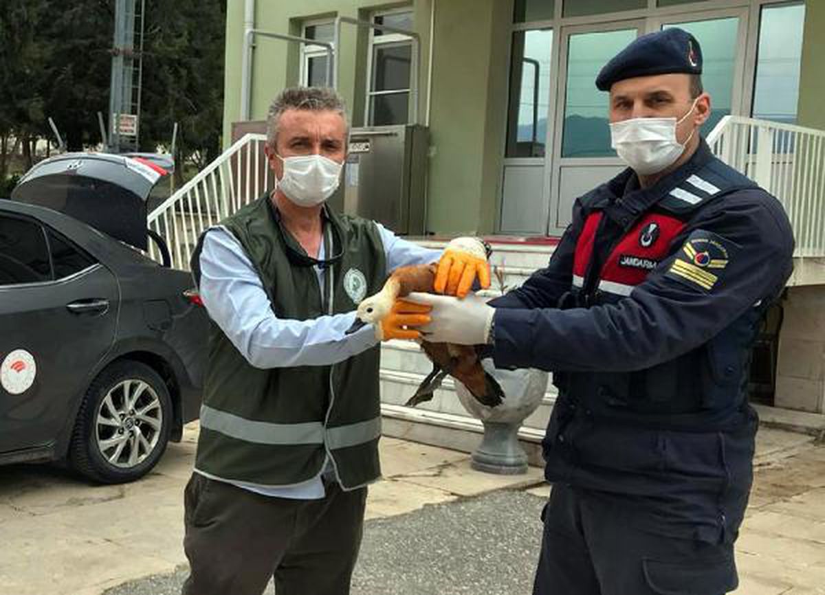 Denizli\'de jandarmanın yaralı bulduğu angut kuşuna tedavi
