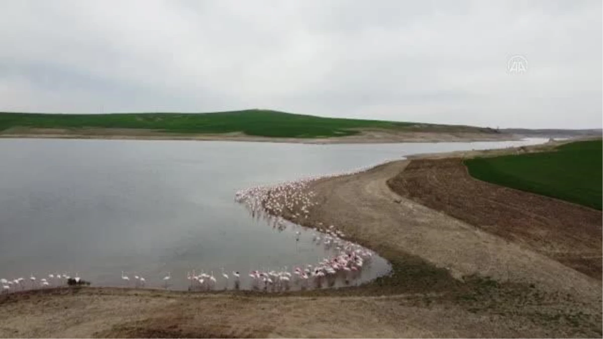 Gelingüllü Barajı flamingoların durağı oldu