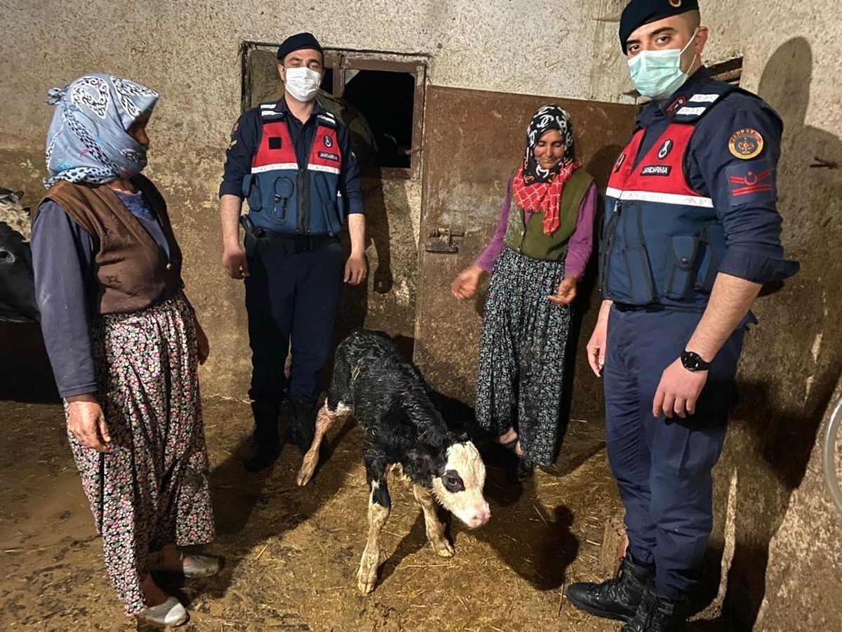 Jandarma ilçeden köye veteriner getirip, doğuma yardım etti