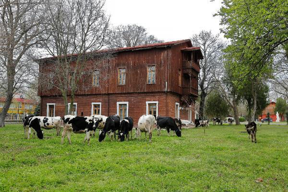 Trakya Üniversitesi kampüsünde çimler "hayvan otlatma yöntemiyle" biçildi