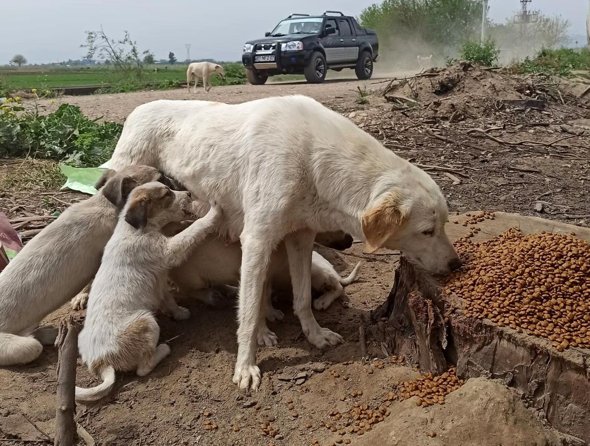 Kısıtlamada sokak canları unutulmadı