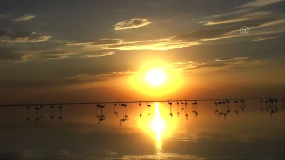 Kuş cenneti Tuz Gölü\'nün misafir flamingoları evlerine gelmeye başladı