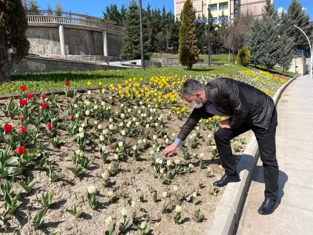 Pursaklar'da laleler çiçek açtı