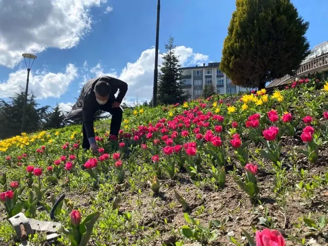 Pursaklar'da laleler çiçek açtı