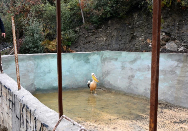 Tarlasında sulama yapan muhtar, gelen sesler üzerine baktığı havuzunda yaralı pelikanla karşılaştı
