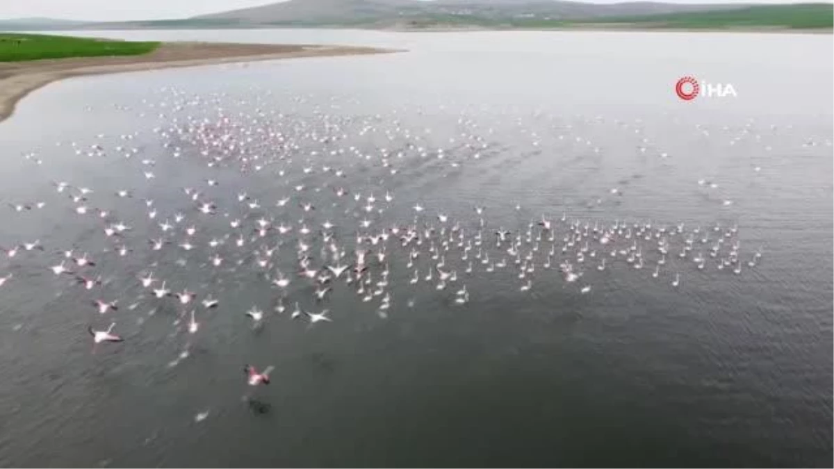 Son dakika haberi: Yüzlerce flamingo görsel şölen oluşturdu