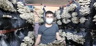 Arkadaş tavsiyesi ile istiridye mantarına yöneldi, köyünde yıllık 16 ton kapasiteli tesis açtı